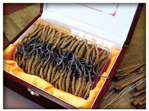 丘北冬虫夏草回收